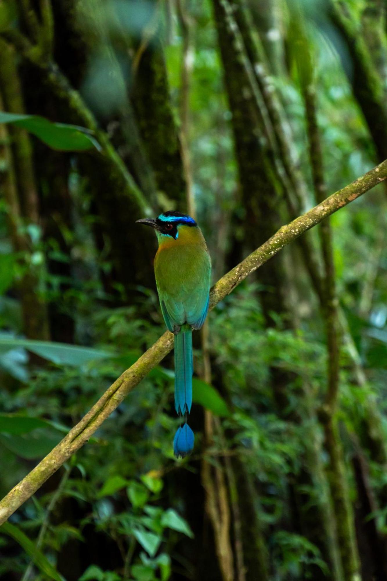Koora Monteverde A Cloud Forest Hotel By Sandglass Exterior photo